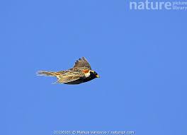 Image result for Calcarius lapponicus