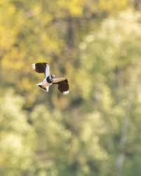 Attēlu rezultāti vaicājumam “Vanellus vanellus”