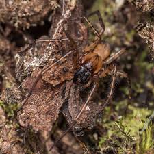 Attēlu rezultāti vaicājumam “Agelenidae”