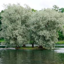 Attēlu rezultāti vaicājumam “Salix alba var. sericea”