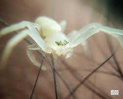 Attēlu rezultāti vaicājumam “Misumena vatia”