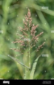 Attēlu rezultāti vaicājumam “Phragmites communis flower”
