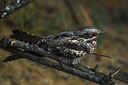 Image result for Caprimulgus aegyptius