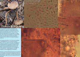 Attēlu rezultāti vaicājumam “Ciboria amentacea”