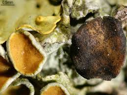 Attēlu rezultāti vaicājumam “Xanthoriicola physciae”