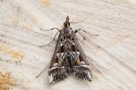 Attēlu rezultāti vaicājumam “Diasemia reticularis”