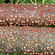 Attēlu rezultāti vaicājumam “Nectria sp., Neonectria sp.”