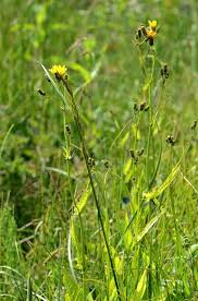 Attēlu rezultāti vaicājumam “Crepis paludosa”