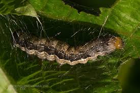 Attēlu rezultāti vaicājumam “Orthosia munda larva”