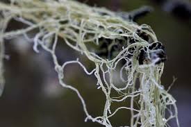 Attēlu rezultāti vaicājumam “Usnea filipendula”