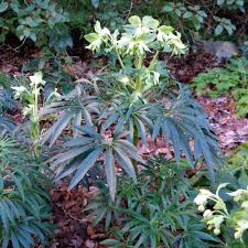 Image result for Nieswurz