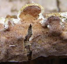 Attēlu rezultāti vaicājumam “Gloeoporus dichrous”