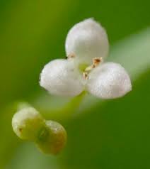 Attēlu rezultāti vaicājumam “Galium trifidum”