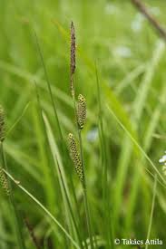 Attēlu rezultāti vaicājumam “Carex nigra”