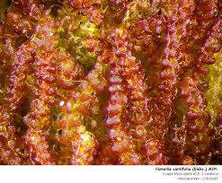 Attēlu rezultāti vaicājumam “Nowellia curvifolia”