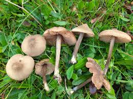 Attēlu rezultāti vaicājumam “Entoloma vernum”