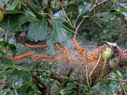 Attēlu rezultāti vaicājumam “Pamphiliidae”