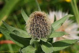 Image result for Centaurea pseudophrygia