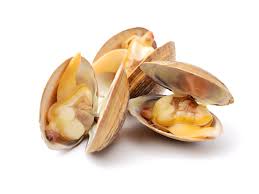 Image result for Clams