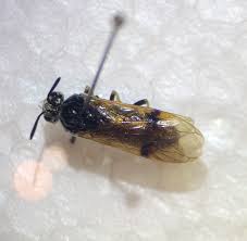 Attēlu rezultāti vaicājumam “Arge ustulata”