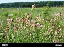Attēlu rezultāti vaicājumam “Onobrychis arenaria flower”