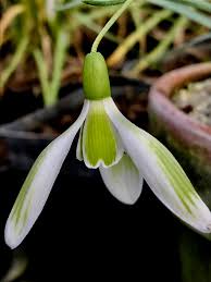 Attēlu rezultāti vaicājumam “Galanthus nivalis bud”