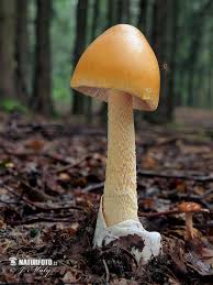Attēlu rezultāti vaicājumam “Amanita crocea”