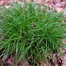 Attēlu rezultāti vaicājumam “Carex montana”