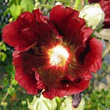 Attēlu rezultāti vaicājumam “Alcea rosea”