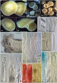 Attēlu rezultāti vaicājumam “Hyphodiscus hymeniophilus”