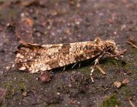 Attēlu rezultāti vaicājumam “Morophaga choragella”