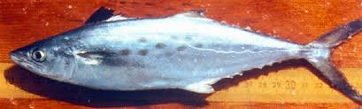 Image result for Scomberomorus maculatus