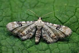 Attēlu rezultāti vaicājumam “Eupithecia centaureata”