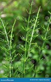 Attēlu rezultāti vaicājumam “Equisetum pratense”