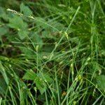 Attēlu rezultāti vaicājumam “Carex remota fruit”