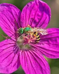 Attēlu rezultāti vaicājumam “Geranium palustre fruit”