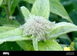 Attēlu rezultāti vaicājumam “Inula britannica bud”