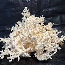 Attēlu rezultāti vaicājumam “Hericium coralloides”