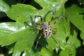 Attēlu rezultāti vaicājumam “Larinioides cornutus”