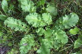 Attēlu rezultāti vaicājumam “Jacobaea vulgaris leaf”