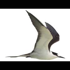 Image result for Onychoprion fuscatus