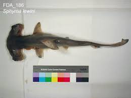 Image result for Sphyrna