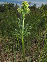 Attēlu rezultāti vaicājumam “Valerianaceae”