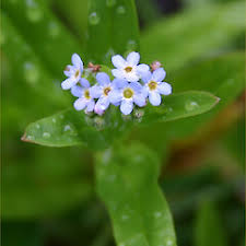 Attēlu rezultāti vaicājumam “Myosotis laxa subsp. baltica leaf”