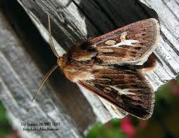 Attēlu rezultāti vaicājumam “Cerapteryx graminis”