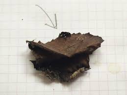 Attēlu rezultāti vaicājumam “Didymium bahiense stalked”