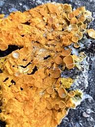 Attēlu rezultāti vaicājumam “Xanthoria parietina”