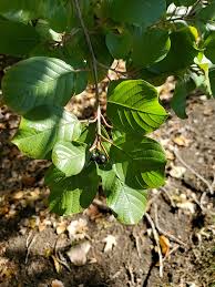 Attēlu rezultāti vaicājumam “Frangula alnus leaf”