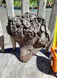 Attēlu rezultāti vaicājumam “Taphrina betulina”