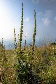 Attēlu rezultāti vaicājumam “Verbascum nigrum”